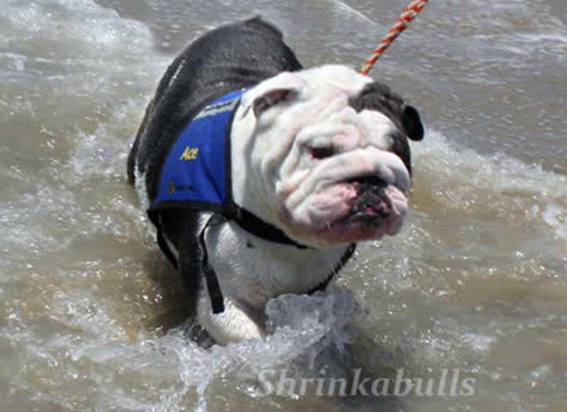 Black and white english bulldog in the ocean