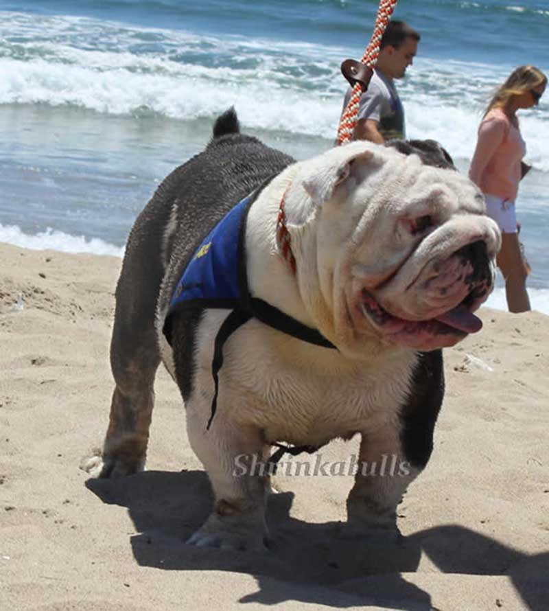 English bulldog black and white playing in the ocean