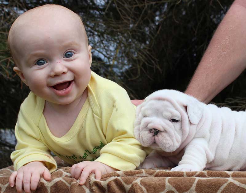 Laughing baby with white english bulldog puppy