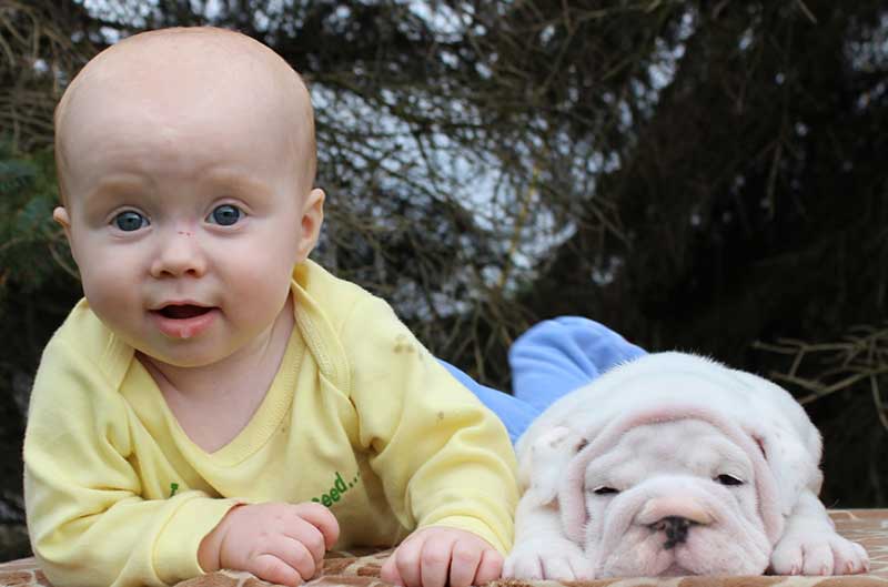 Wide eyed baby with white english bulldog photo