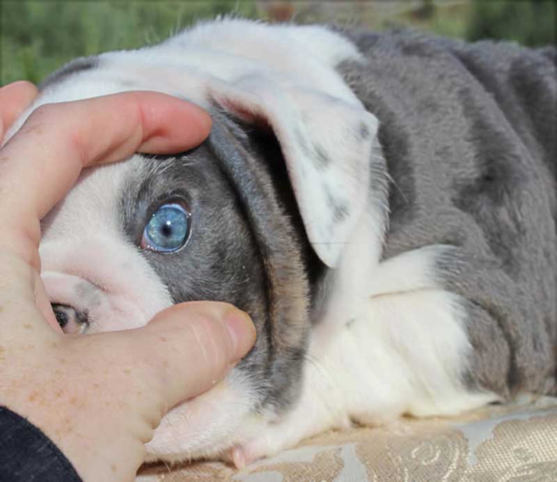 Lilac bulldog with blue eyes