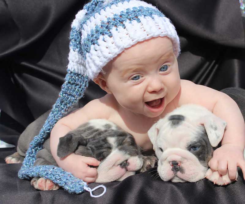Smiling baby with black tri bulldogs