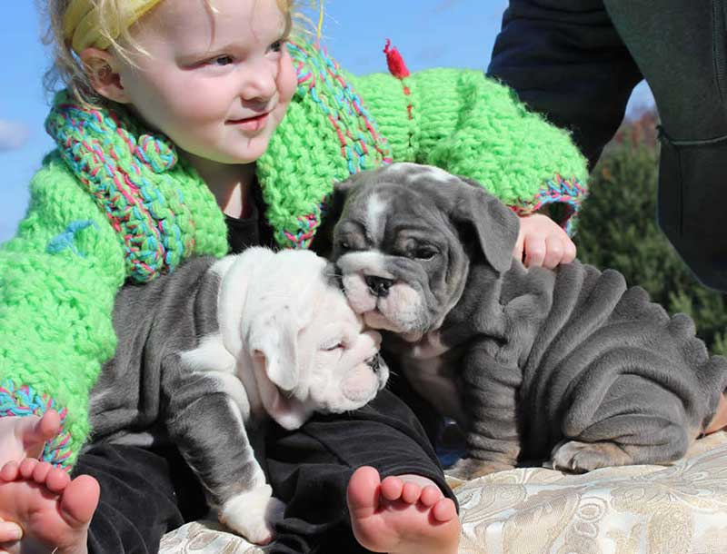 Little girl with english bulldog puppies