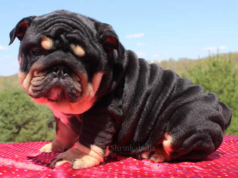Black and tan and wrinkly bulldog puppy