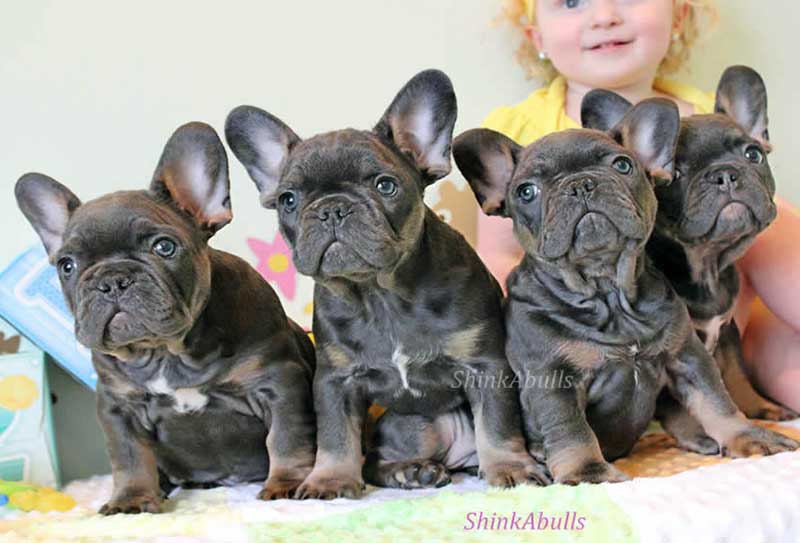 Girl with French bulldogs lilac chocolate