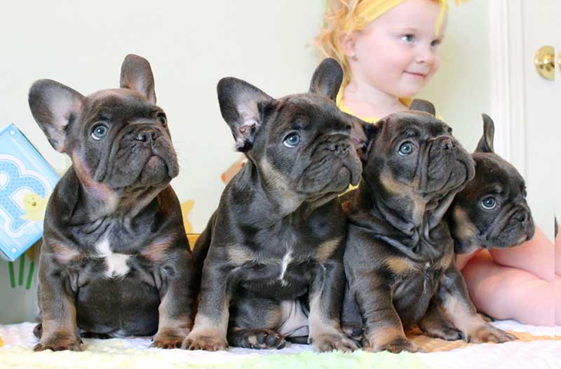 Black and tan French bulldogs with girl