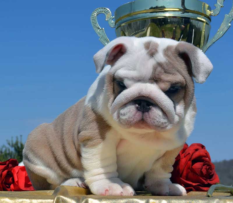 White and chocolate English bulldog puppy with trophy