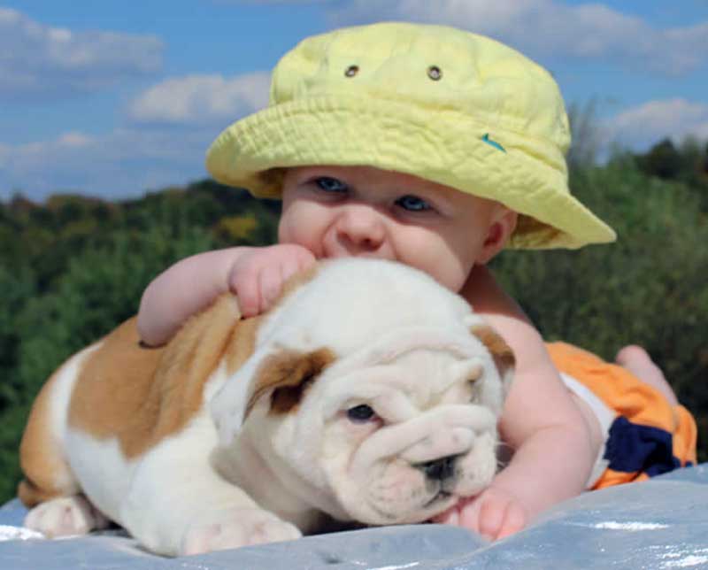 Baby with white and brown bulldog