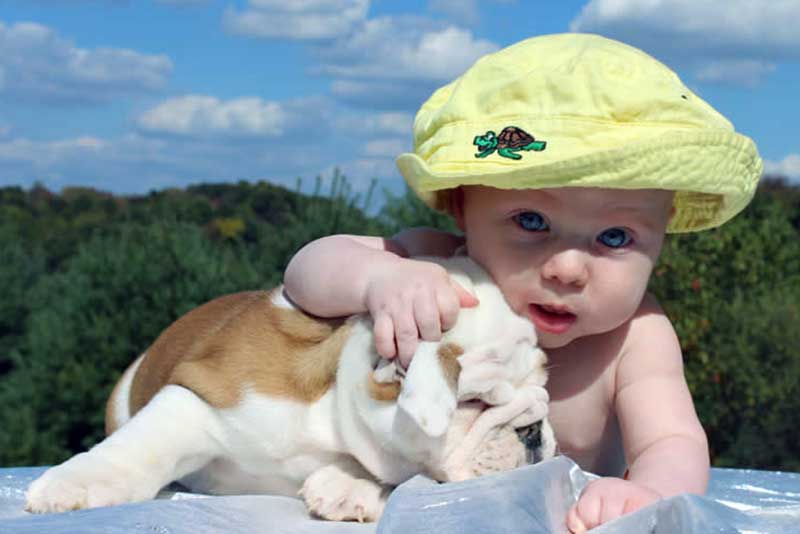Baby with english bulldog white and brown
