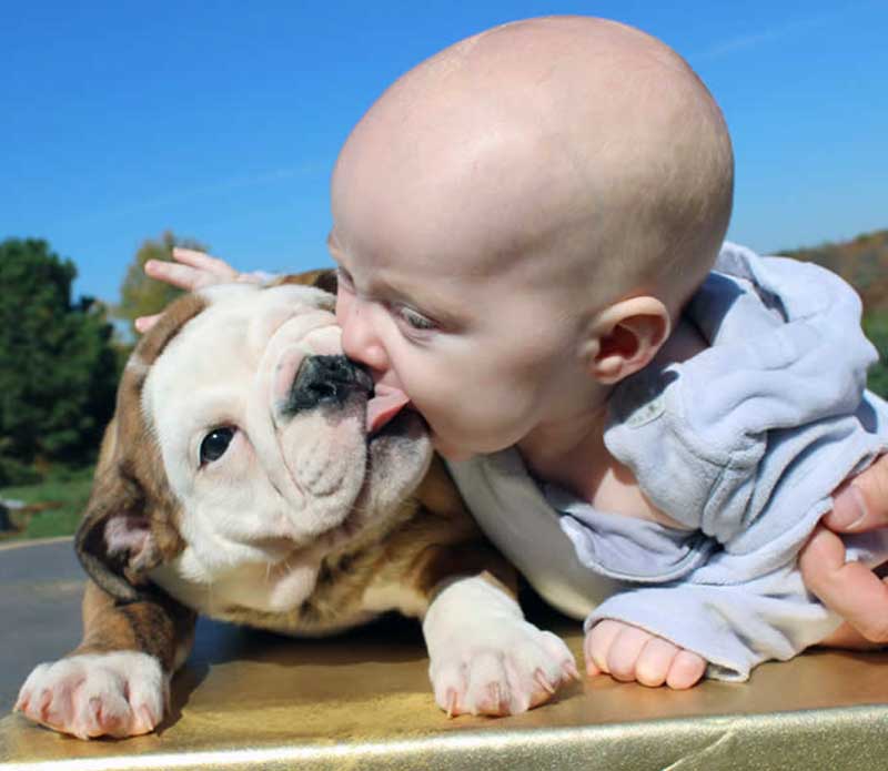White and brown english bulldog licking baby