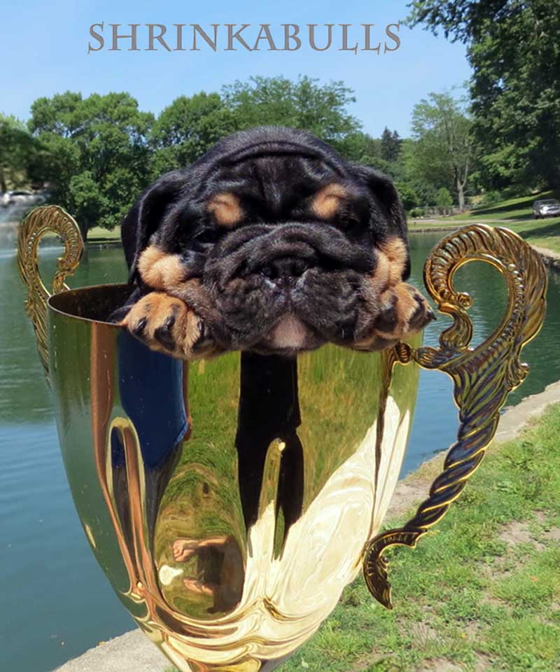 Black and tan english bulldog puppy sitting in trophy