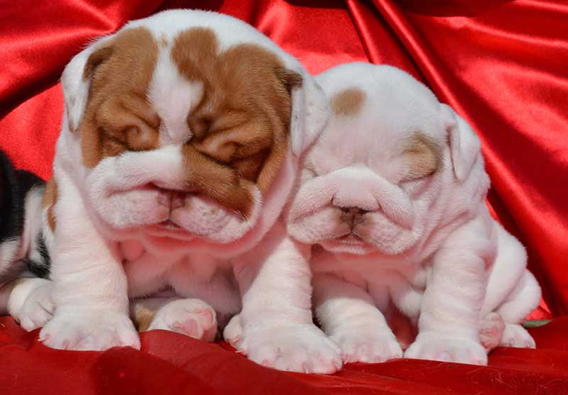 white bulldog puppy and white and brown puppy