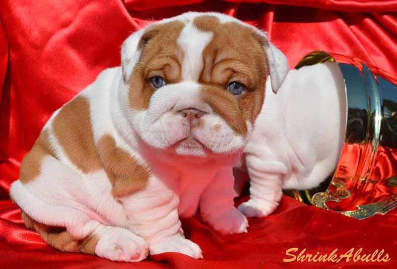 chocolate and white bulldog puppy