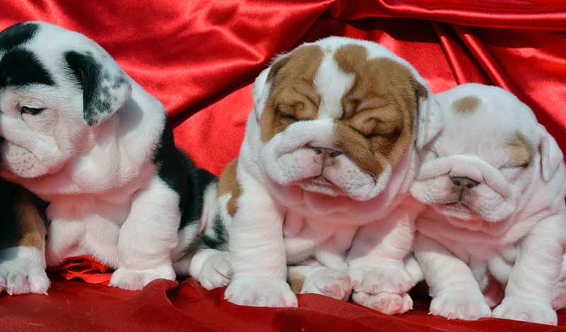 Colorful english bulldog puppies