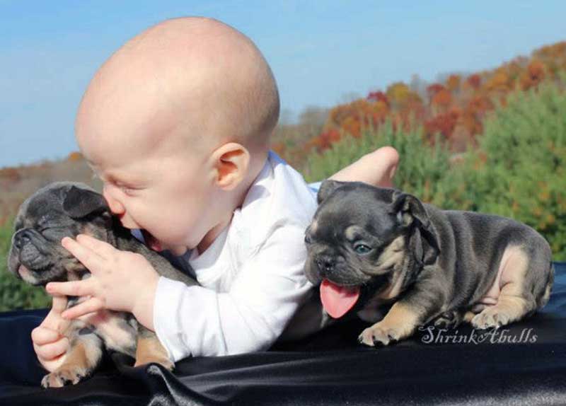Baby licking bulldog puppy