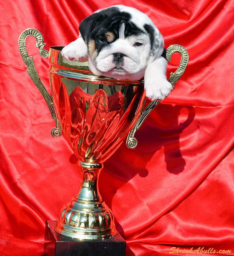 White tri english bulldog puppy in trophy red bg