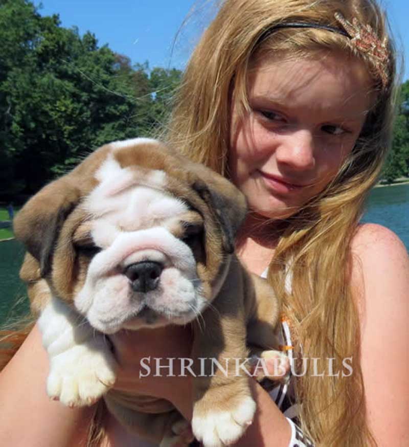 Teen with chocolate tri puppy