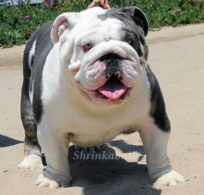 Black and white english bulldog standing in sand