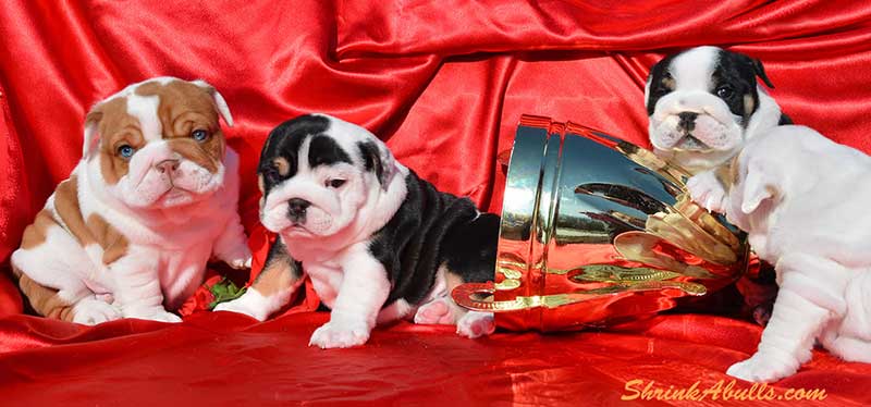 Bulldog puppies with trophy