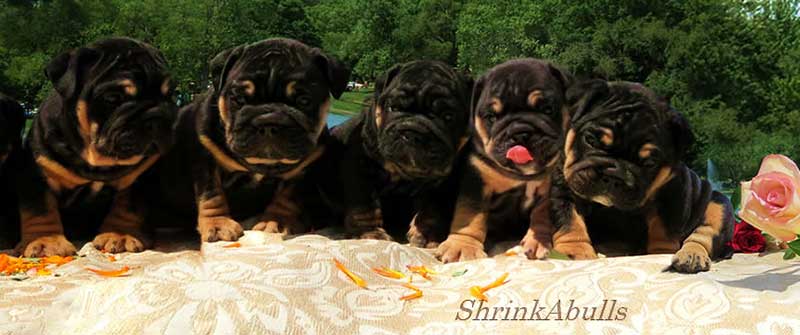 Lots of black and tan cute puppies