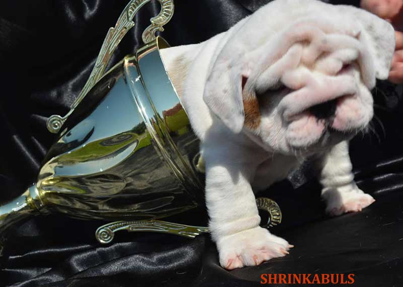 White english bulldog puppy with trophy