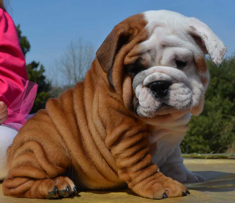 White and brown wrinkly bulldog