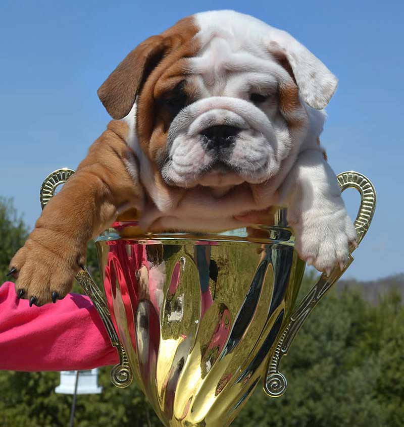 White and brown bulldog with trophy