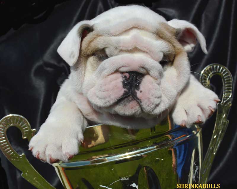 White bulldog with wrinkly face in trophy