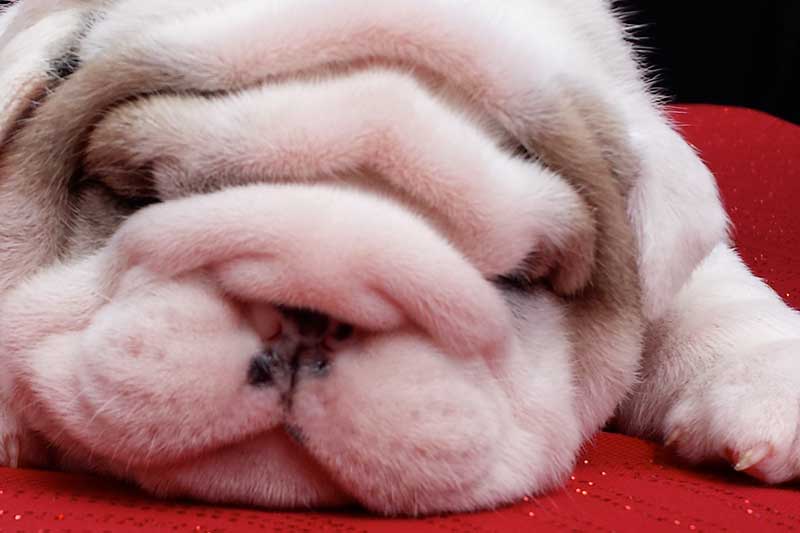 Very wrinkly white bulldog newborn