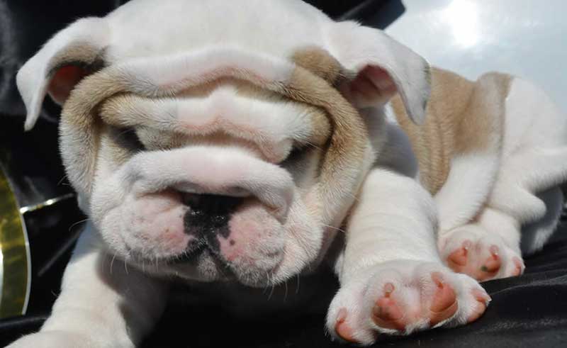 Wrinkly bulldog puppy photos