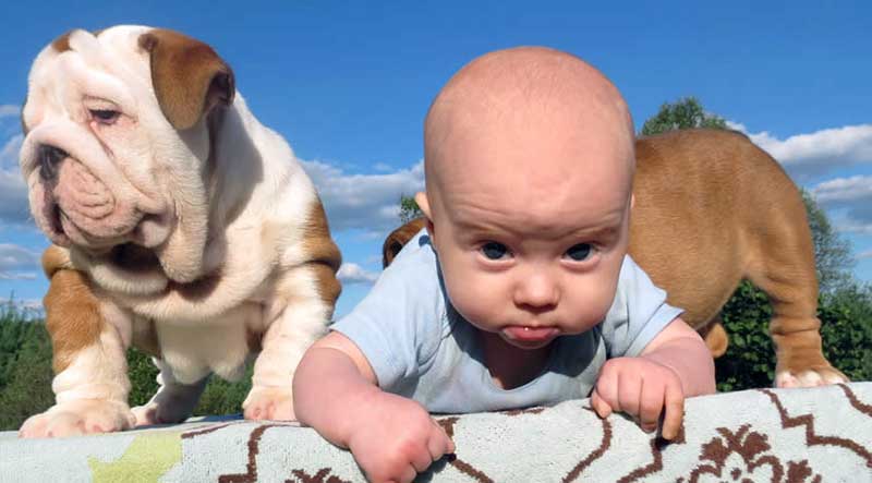 Baby with white and brown english bulldogs