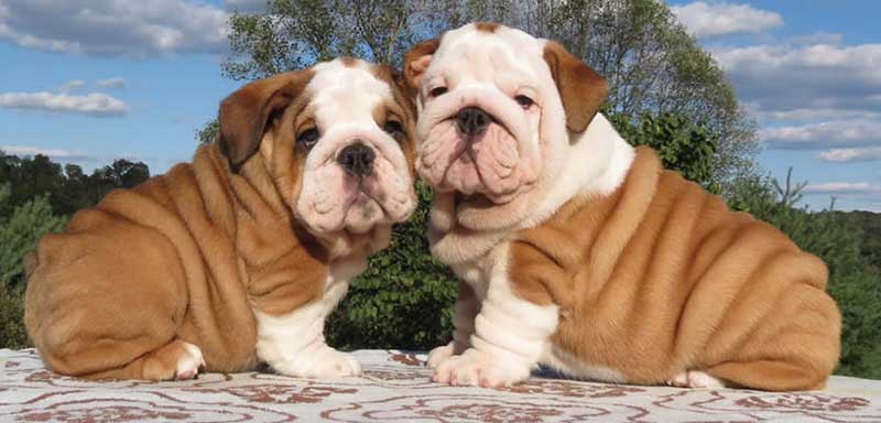 English bulldog puppies brown and white