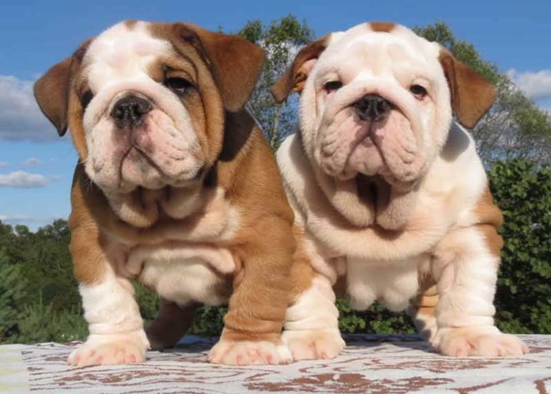 Brown and white wrinkly bulldogs