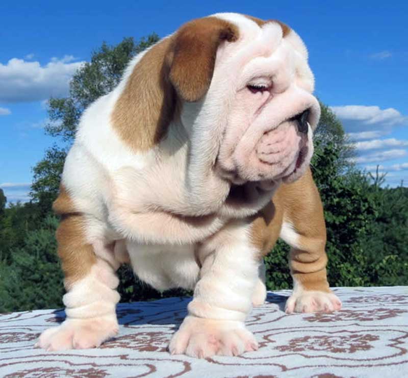 White and brown wrinkly bulldog outside