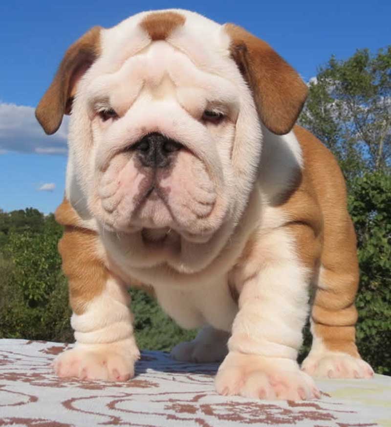 Wrinkly bulldog face
