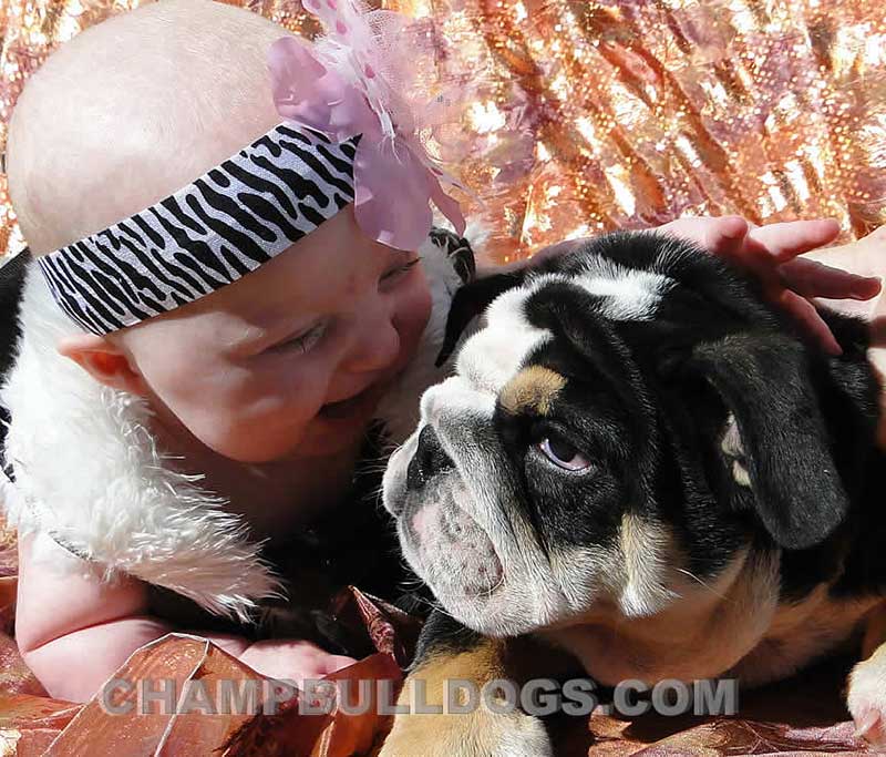 Baby with tri english bulldog puppies
