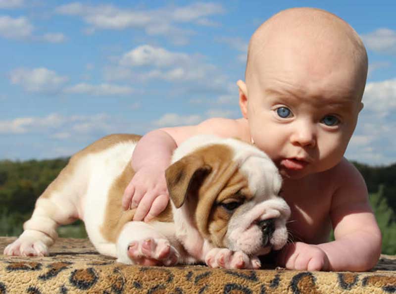 Blue eyed baby with white and brown english bulldog puppy
