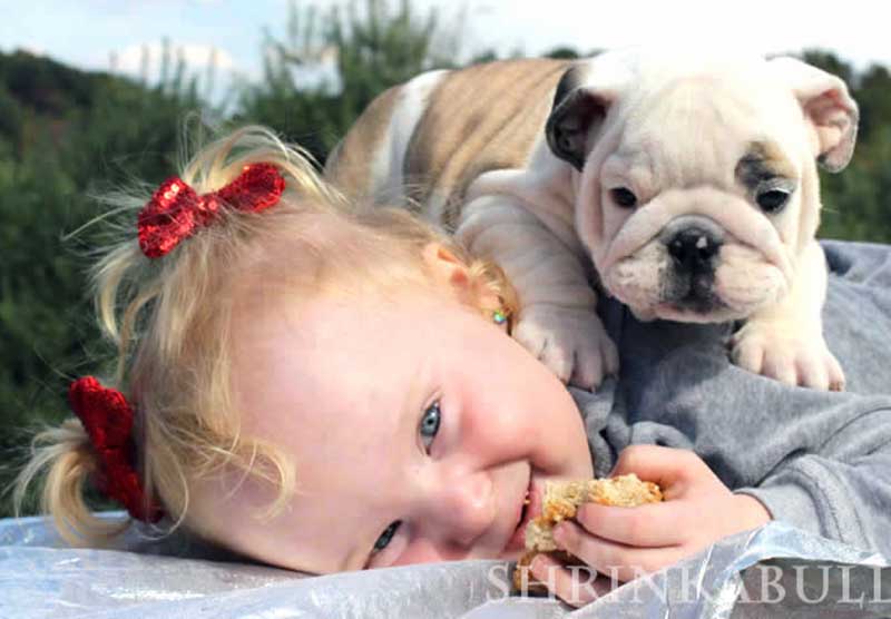 Girl playing with white and chocolate bulldog puppy