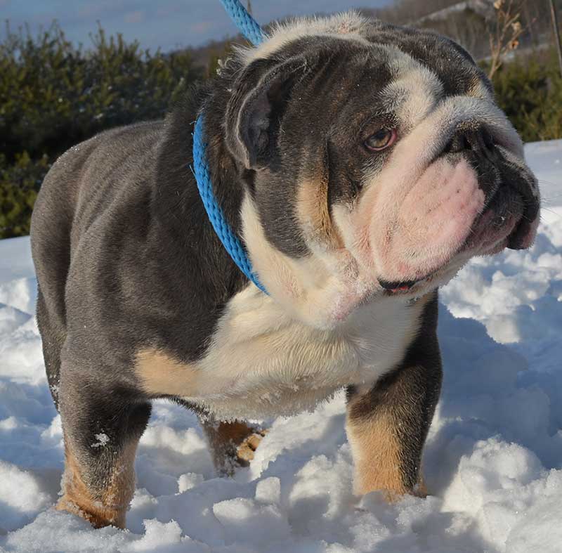 Tri english bulldog in the snow