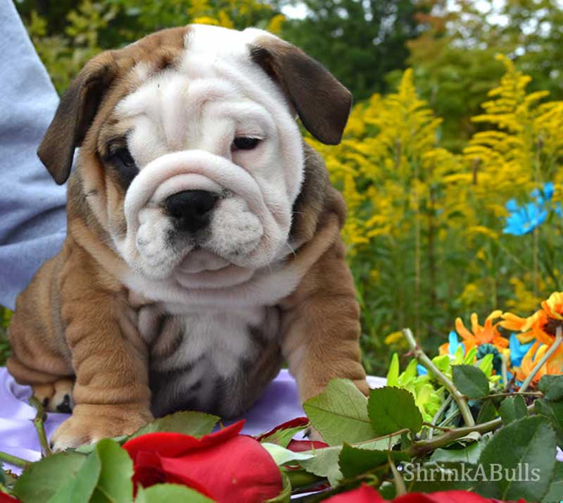 White and brown wrinkly bulldog puppy