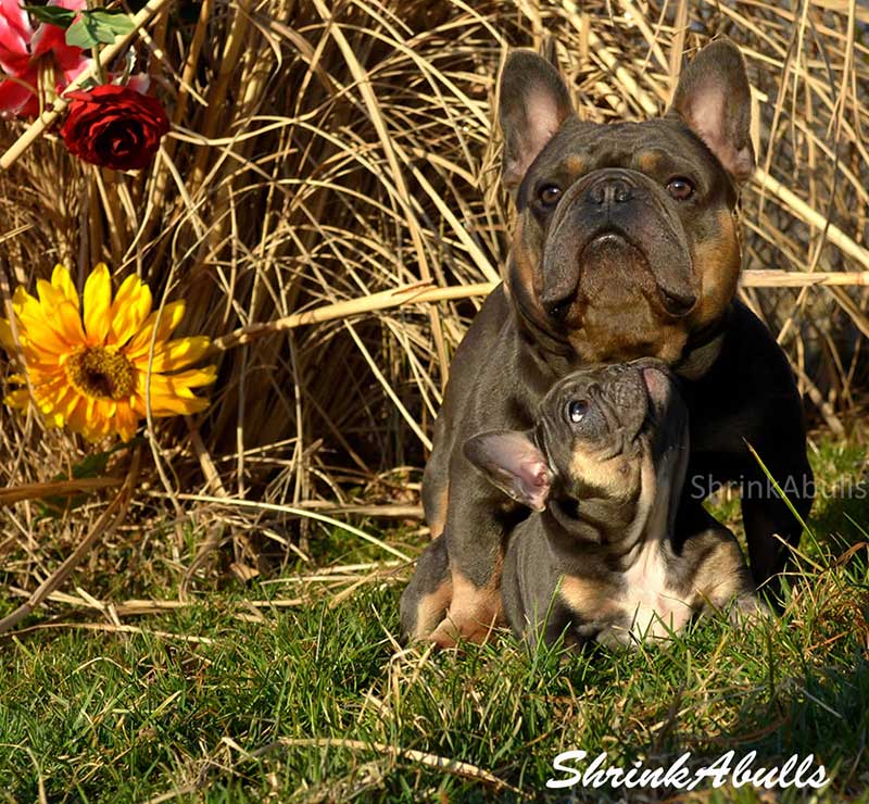 Chocolate French bulldog sire and puppy outside