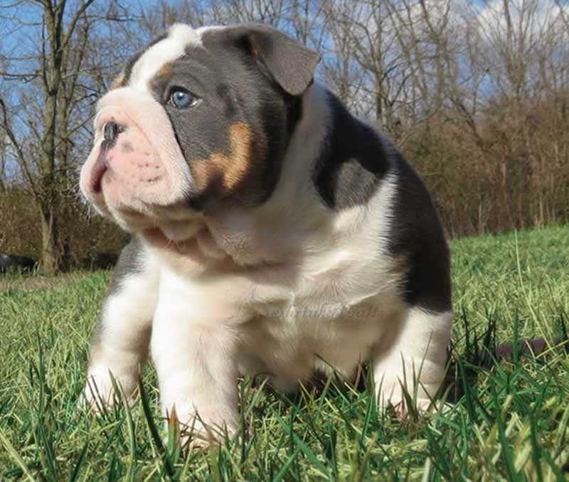 Blue white tri bulldog puppy