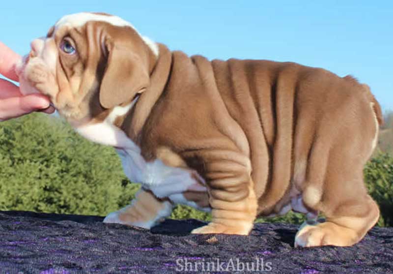 Wrinkly chocolate bulldog puppy photo