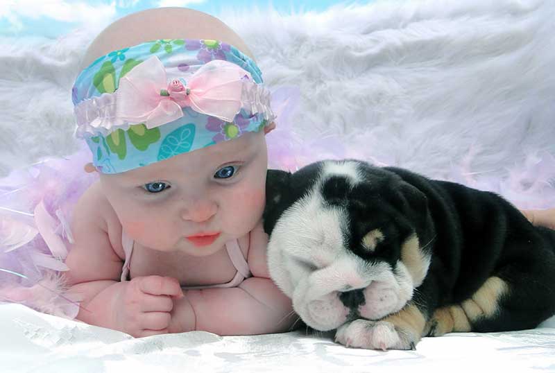Baby with cute tri english bulldog photo