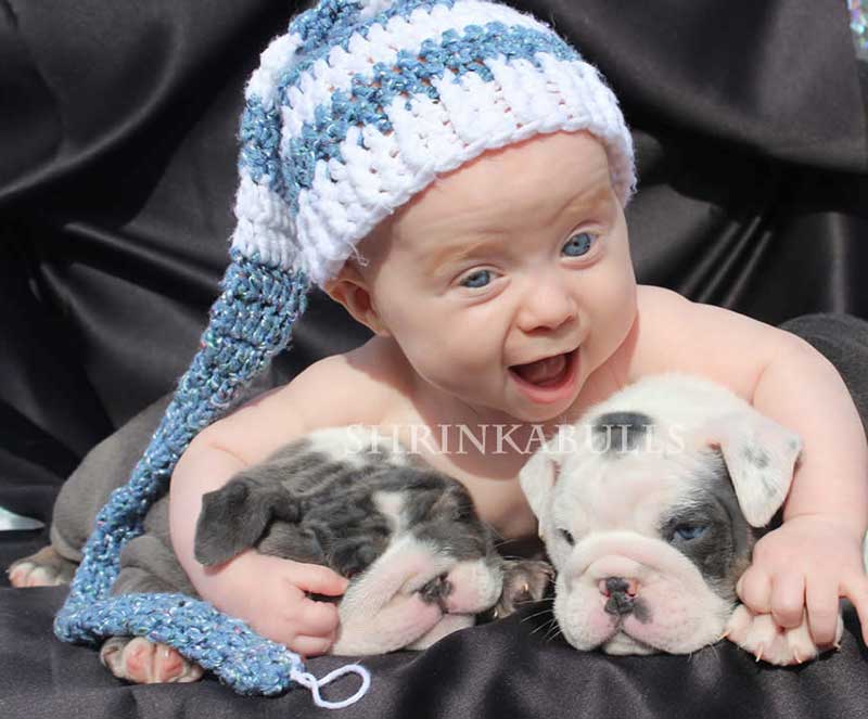 bulldogs with cute babies