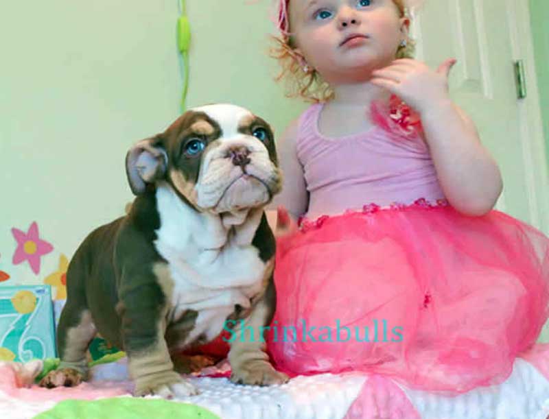 french bulldogs with children