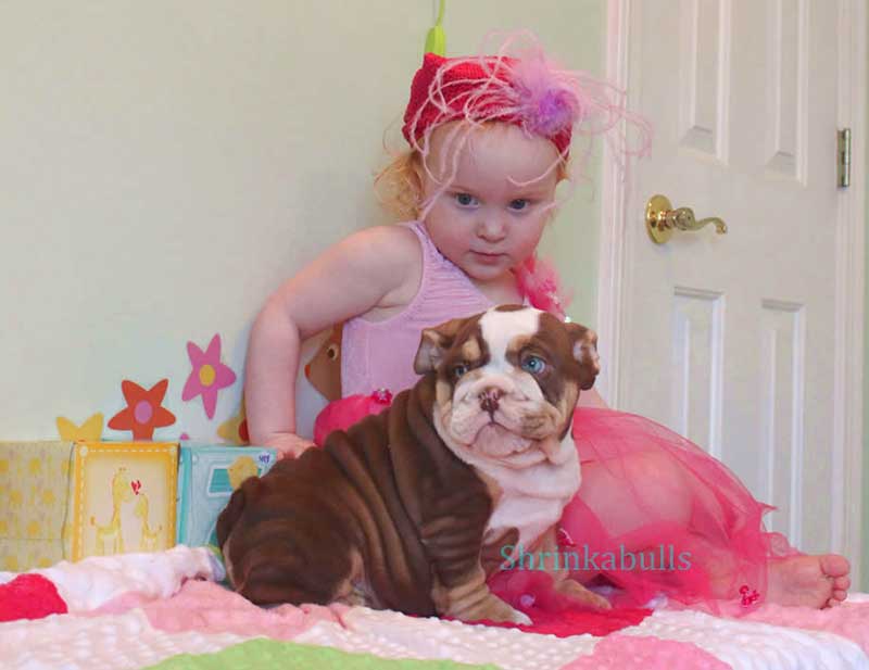 cute french bulldog with child