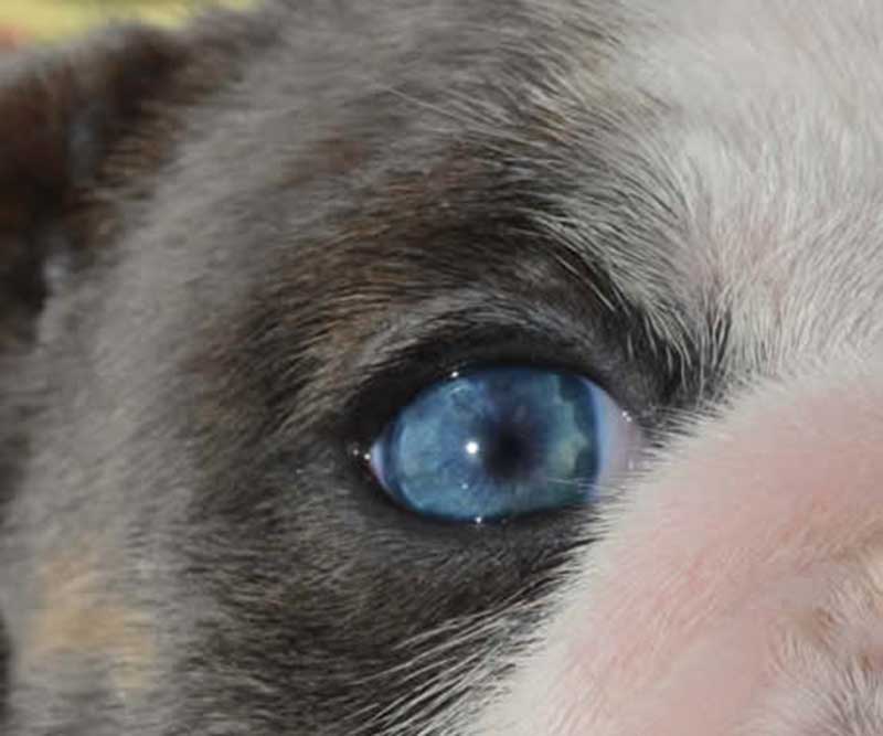 blue eyes on english bulldog puppy