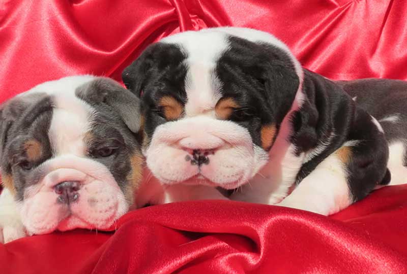 lilac tri bulldog puppies