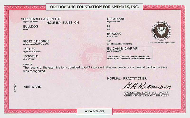 Orthopedic Foundation for Animals certificate ACE IN THE HOLE